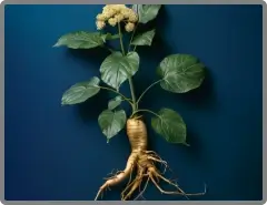 Dong Quai herb ingredient in Nitric Boost for circulation and hormonal balance